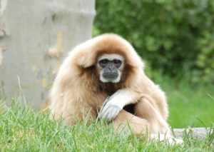 Gibbon 2