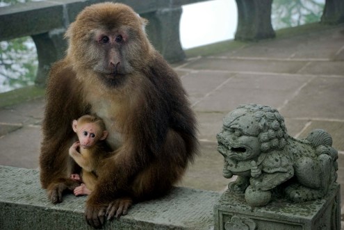 emei-macaques